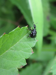 Compsapoderus erythrogaster