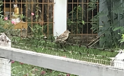 House Sparrow