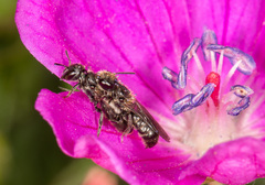 Chelostoma rapunculi