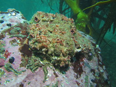 Pyura chilensis