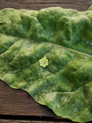 Insecta