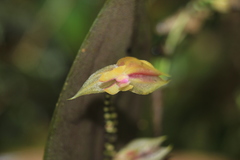 Lepanthes dunstervilleorum