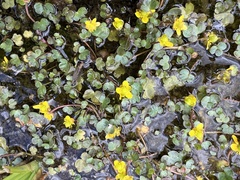 Ranunculus hyperboreus