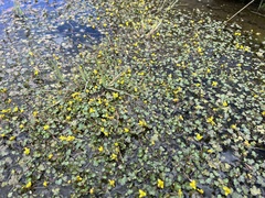 Ranunculus hyperboreus