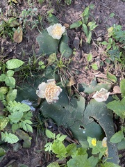 Haemanthus deformis
