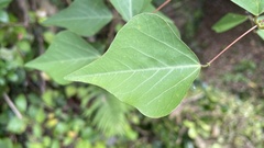 Erythrina × bidwillii