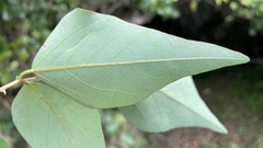 Erythrina × bidwillii