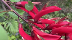 Erythrina × bidwillii