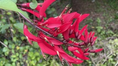 Erythrina × bidwillii