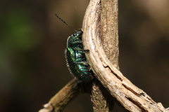 Abirus fortunei