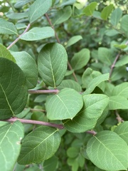 Persicaria orientalis