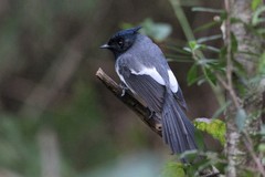 Trochocercus cyanomelas cyanomelas