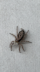 Menemerus bivittatus