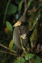 Lepanthes dunstervilleorum