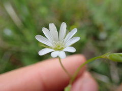 Stellaria palustris