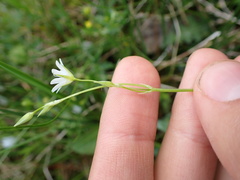 Stellaria palustris