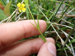 Stellaria palustris