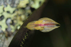 Lepanthes dunstervilleorum