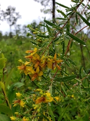 Hypericum galioides