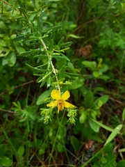 Hypericum galioides