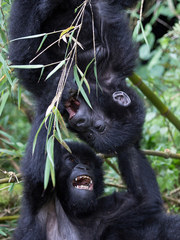 Gorilla beringei beringei
