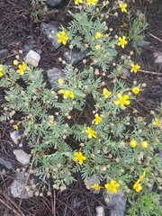 Sibbaldianthe orientalis