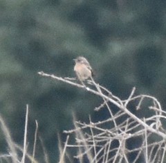 Saxicola rubicola