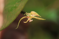 Lepanthes dunstervilleorum