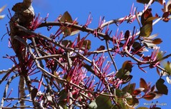 Tapinanthus rubromarginatus