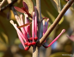 Tapinanthus rubromarginatus