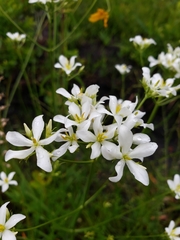 Sabatia difformis