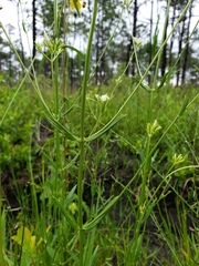 Sabatia difformis