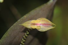 Lepanthes dunstervilleorum