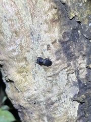 Figulus binodulus