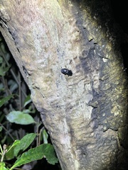 Figulus binodulus