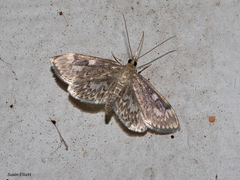 Anania tertialis