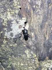 Figulus binodulus