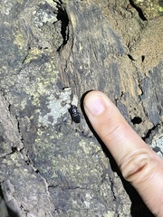 Figulus binodulus