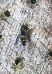 Symmorphus bifasciatus