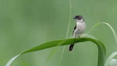 Sporophila morelleti morelleti