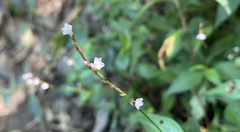Persicaria jucunda