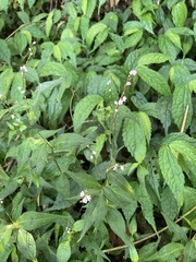 Persicaria jucunda