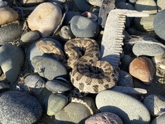 Macrovipera lebetinus