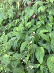 Persicaria jucunda