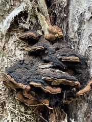 Gloeophyllum odoratum