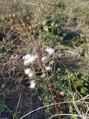 Eriospermum capense capense