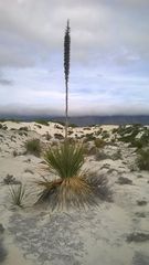 Dasylirion cedrosanum