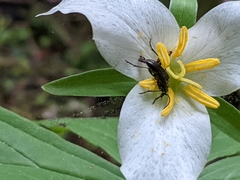 Rhagiini