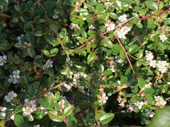 Cotoneaster × suecicus