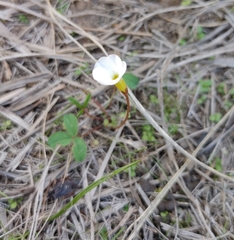 Oxalis minuta